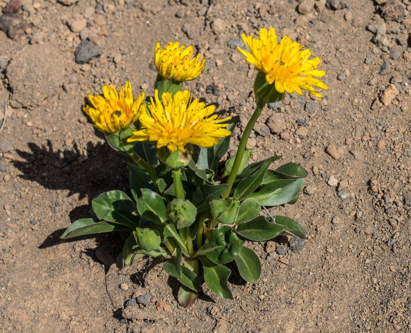 Alpine Lake False Dandelion photo 5