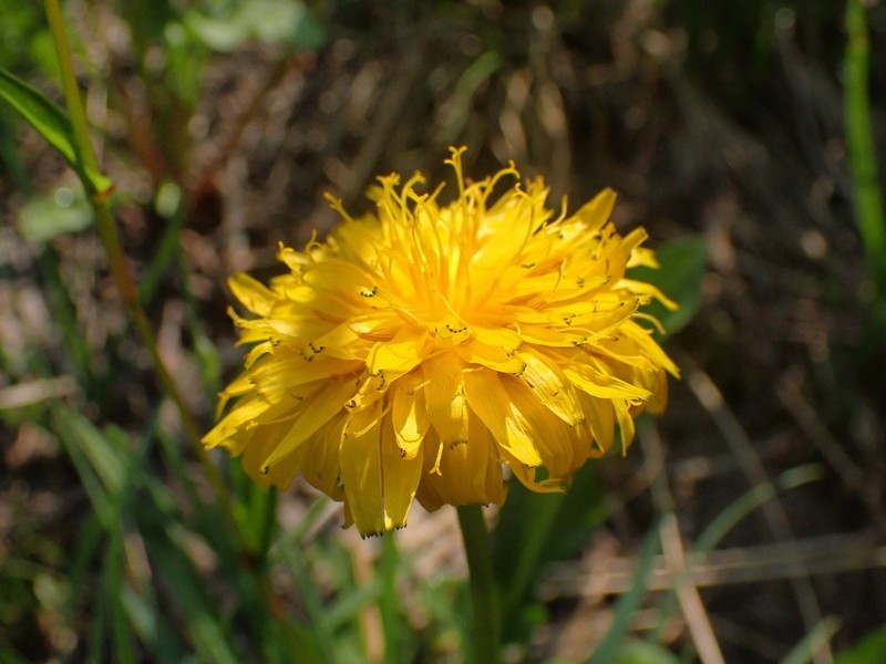 Alpine Lake False Dandelion photo 6