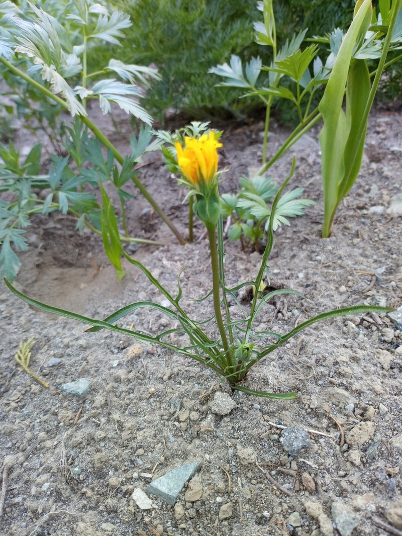 Alpine Lake False Dandelion photo 7