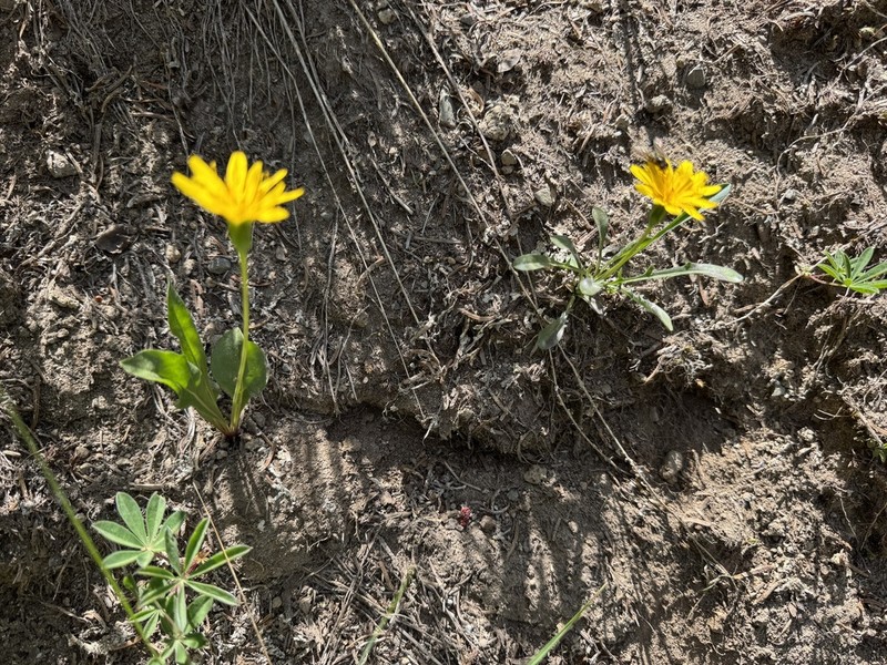 Alpine Lake False Dandelion photo 8