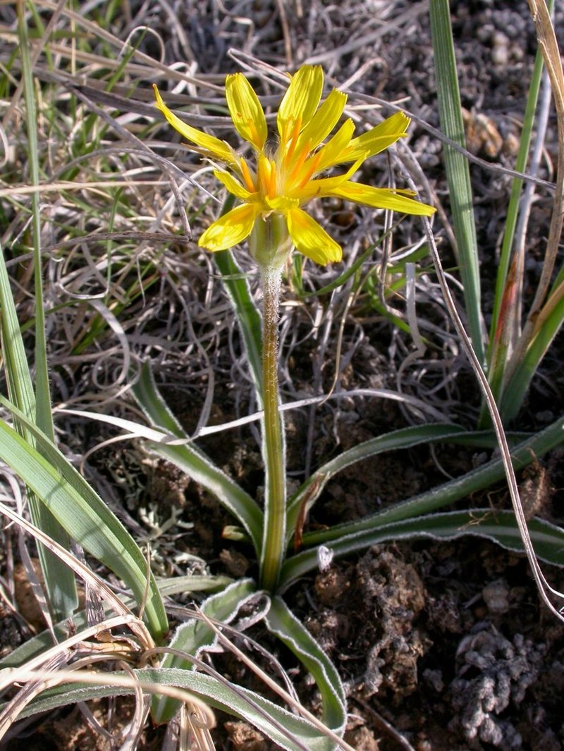 Prairie False Dandelion