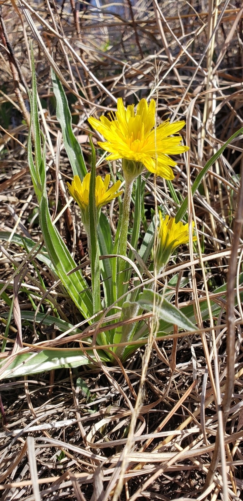 Prairie False Dandelion photo 2