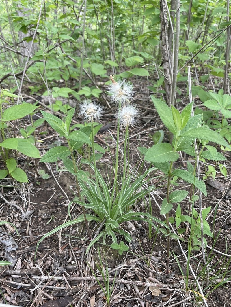 Prairie False Dandelion photo 3