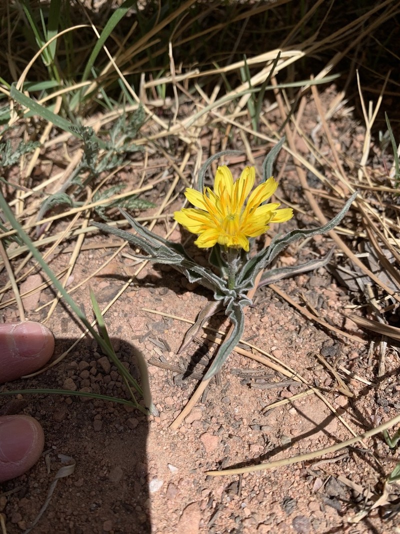 Prairie False Dandelion photo 4