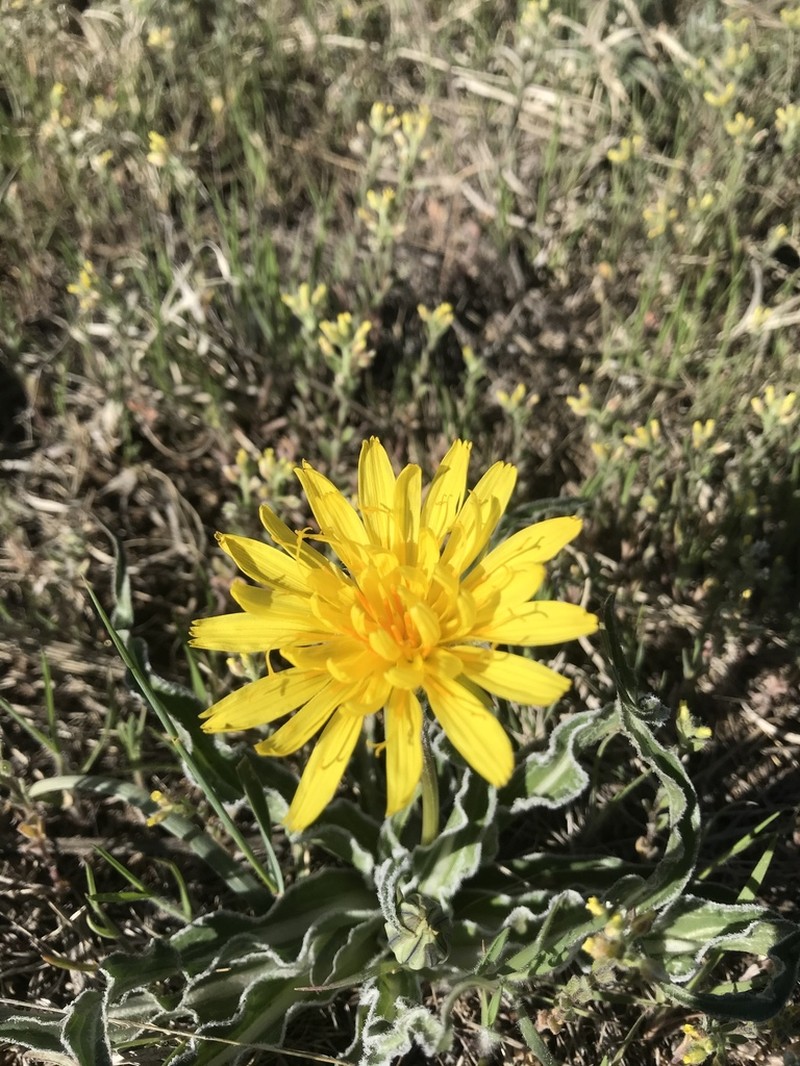 Prairie False Dandelion photo 5