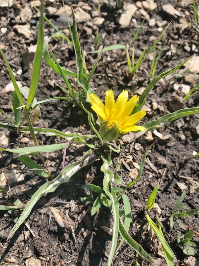 Prairie False Dandelion photo 6