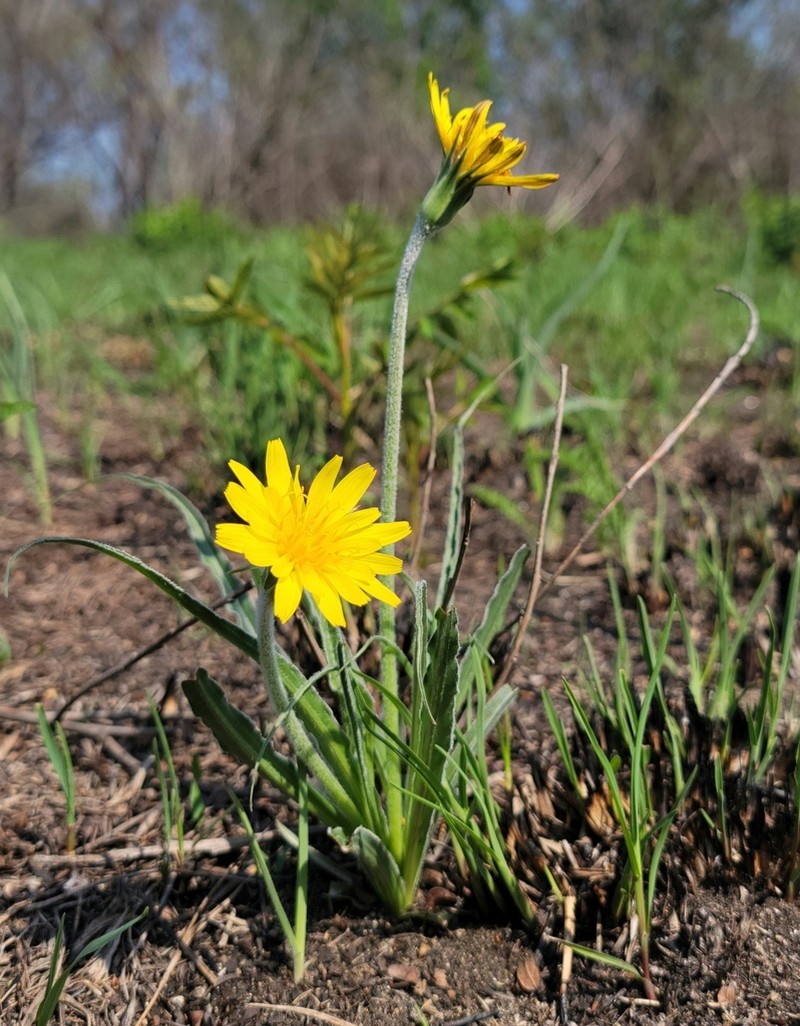 Prairie False Dandelion photo 7