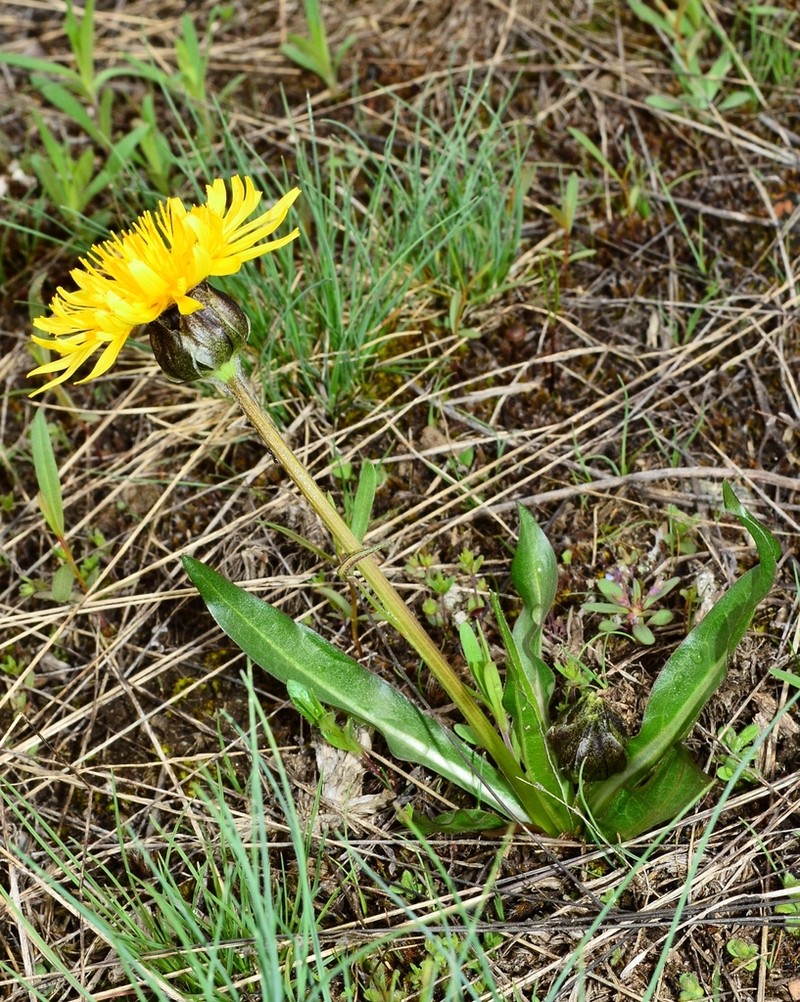 Speckled False Dandelion