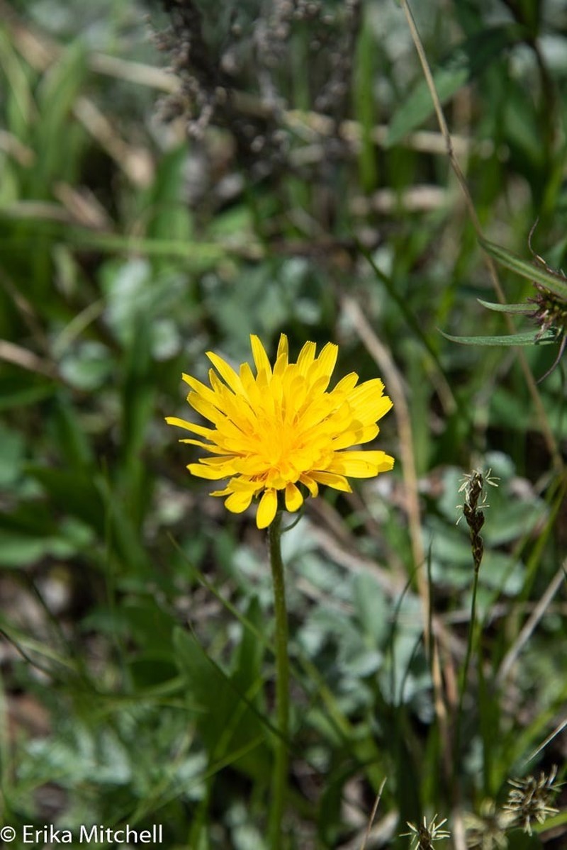 Speckled False Dandelion photo 2