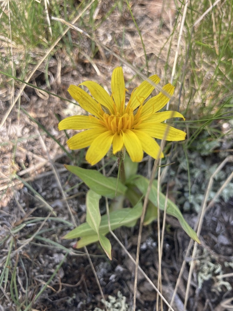 Speckled False Dandelion photo 3