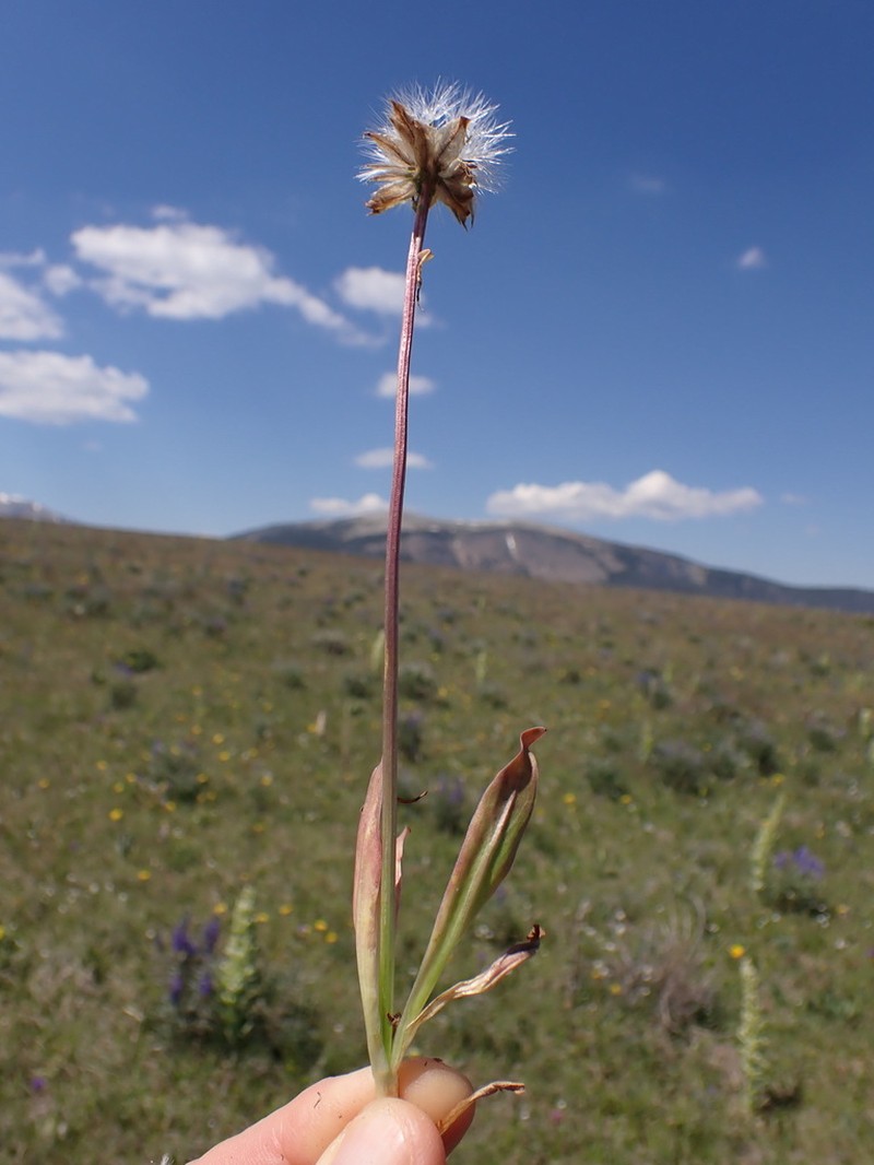 Speckled False Dandelion photo 4