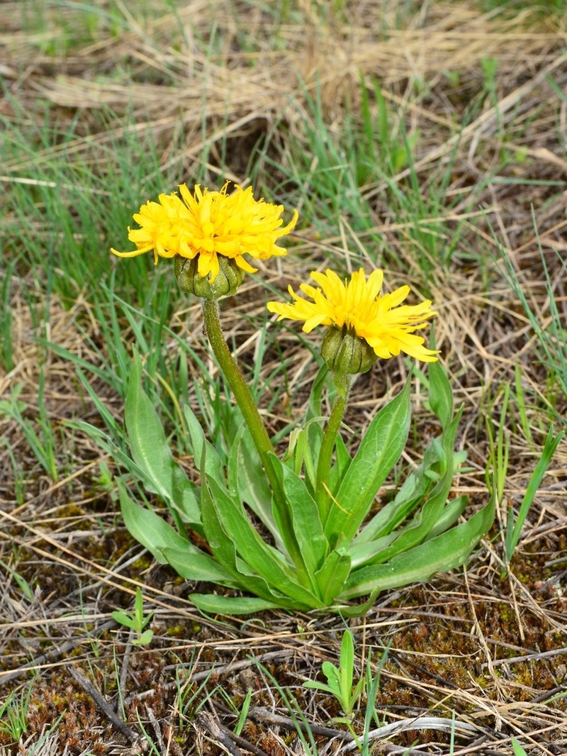 Speckled False Dandelion photo 5