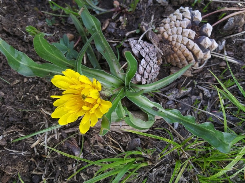 Speckled False Dandelion photo 6
