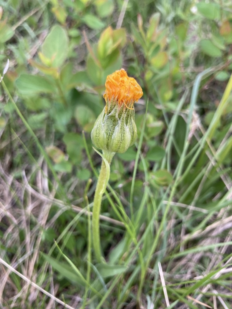Speckled False Dandelion photo 7