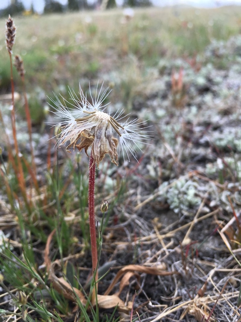 Speckled False Dandelion photo 8