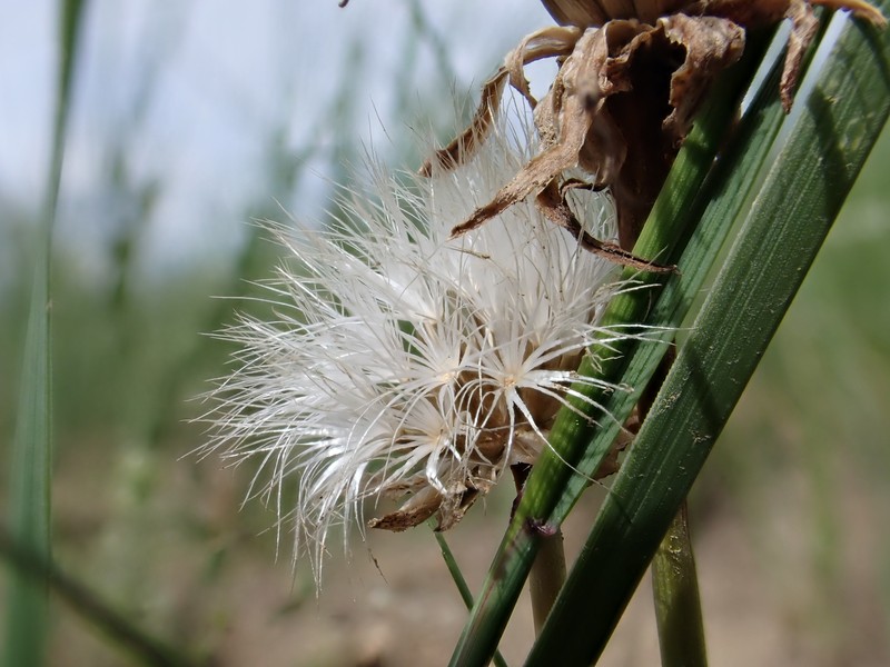 Sagebrush False Dandelion photo 2