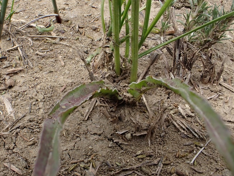 Sagebrush False Dandelion photo 3