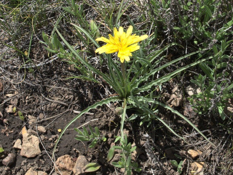 Sagebrush False Dandelion photo 4
