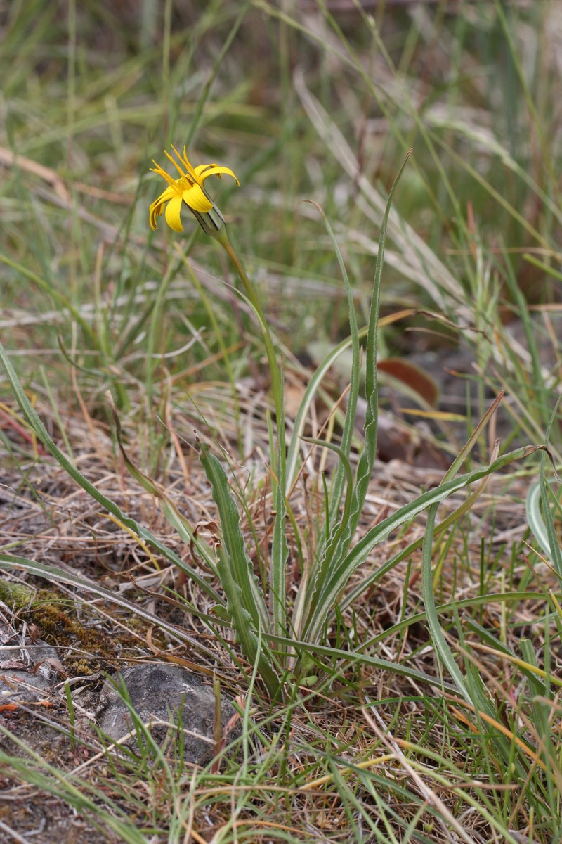 Sagebrush False Dandelion photo 5