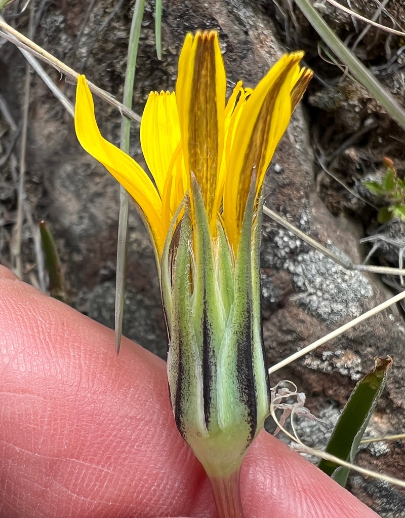 Sagebrush False Dandelion photo 6