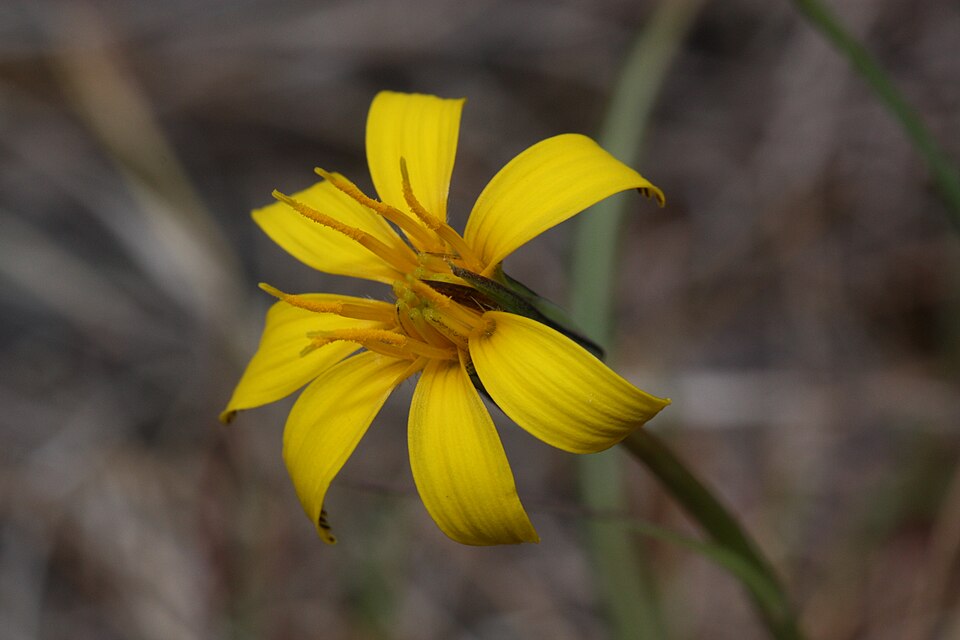 Sagebrush False Dandelion