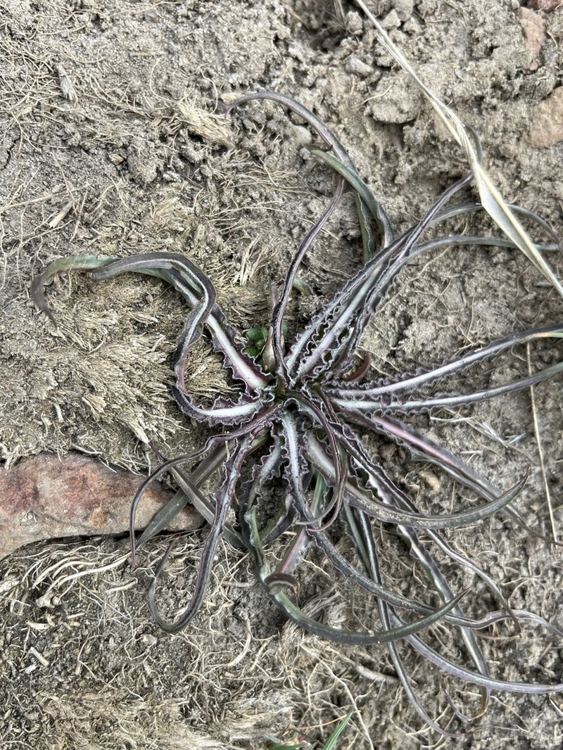 Sagebrush False Dandelion photo 4