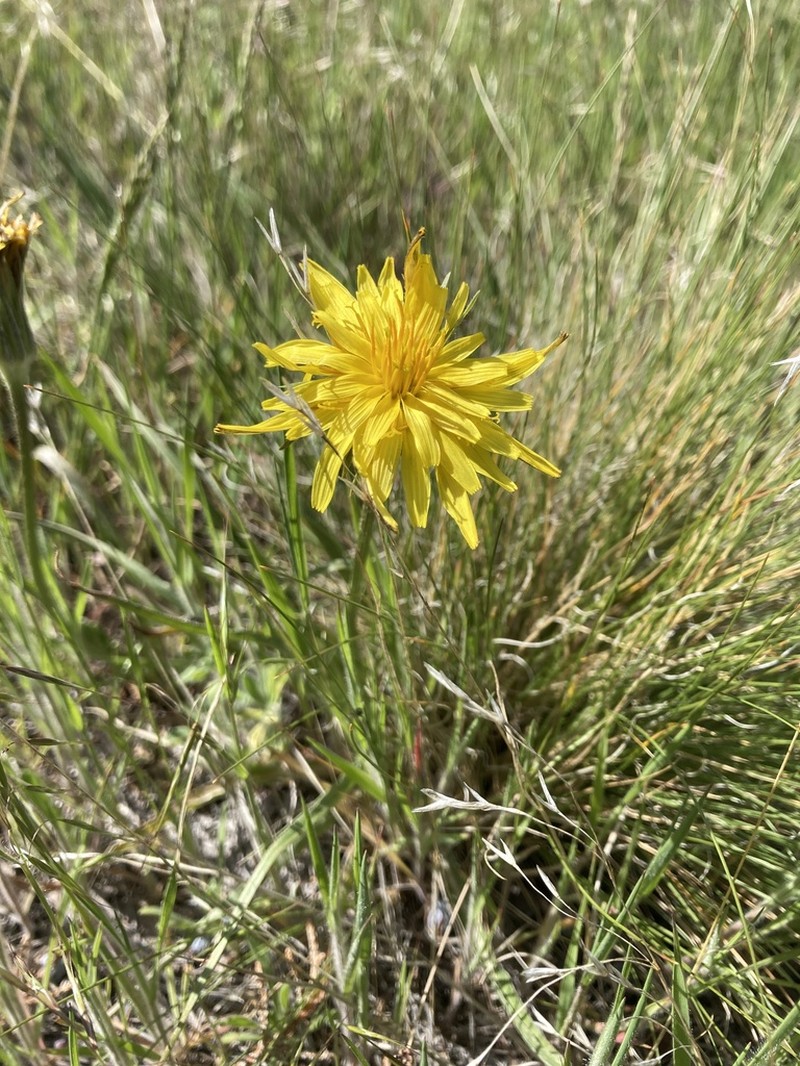 Sagebrush False Dandelion photo 5