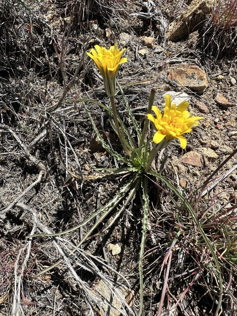 Sagebrush False Dandelion photo 6