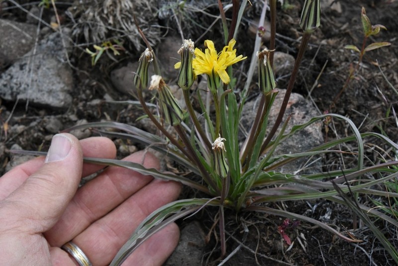 Sagebrush False Dandelion photo 7