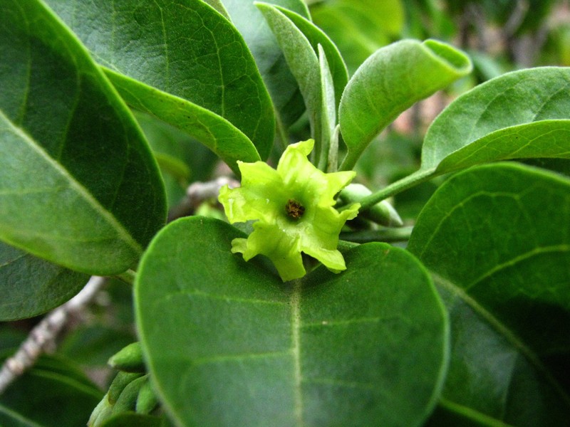 Smallflower Aiea photo 6