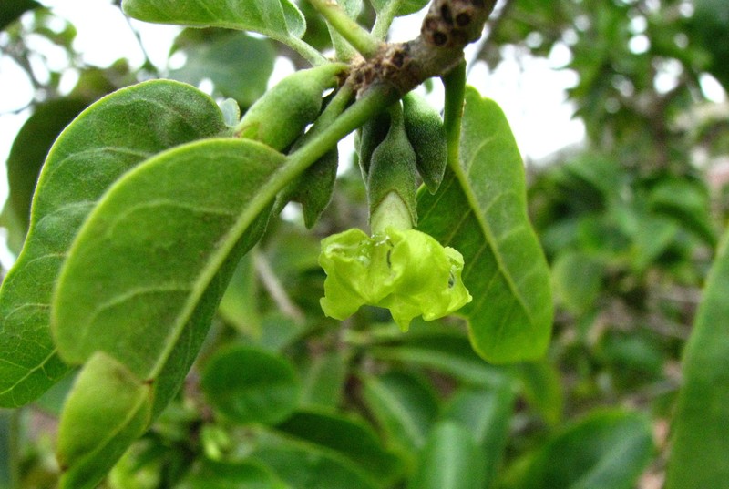 Smallflower Aiea photo 7
