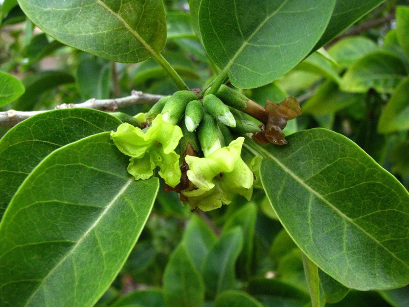 Smallflower Aiea