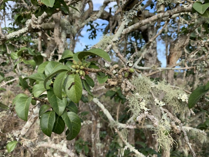 Smallflower Aiea photo 3