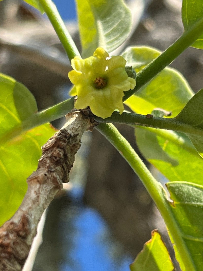 Smallflower Aiea photo 5