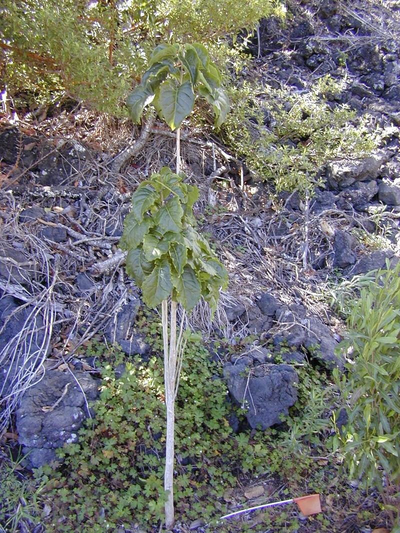 Broadleaf Aiea photo 3