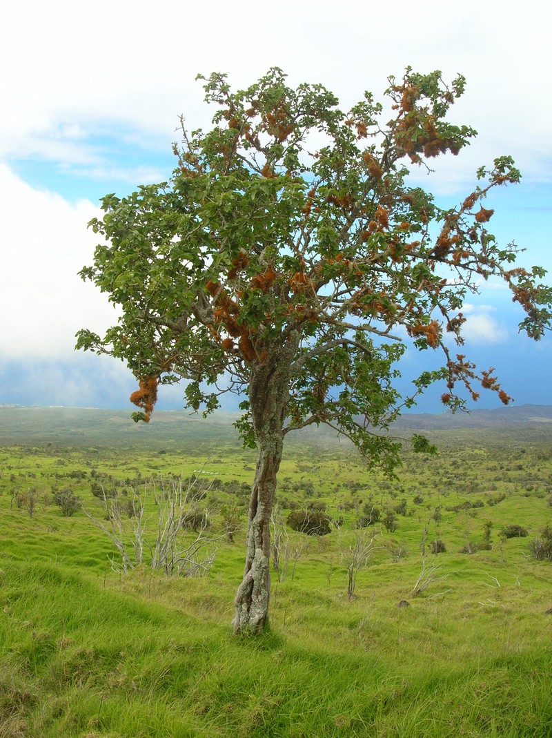 Broadleaf Aiea