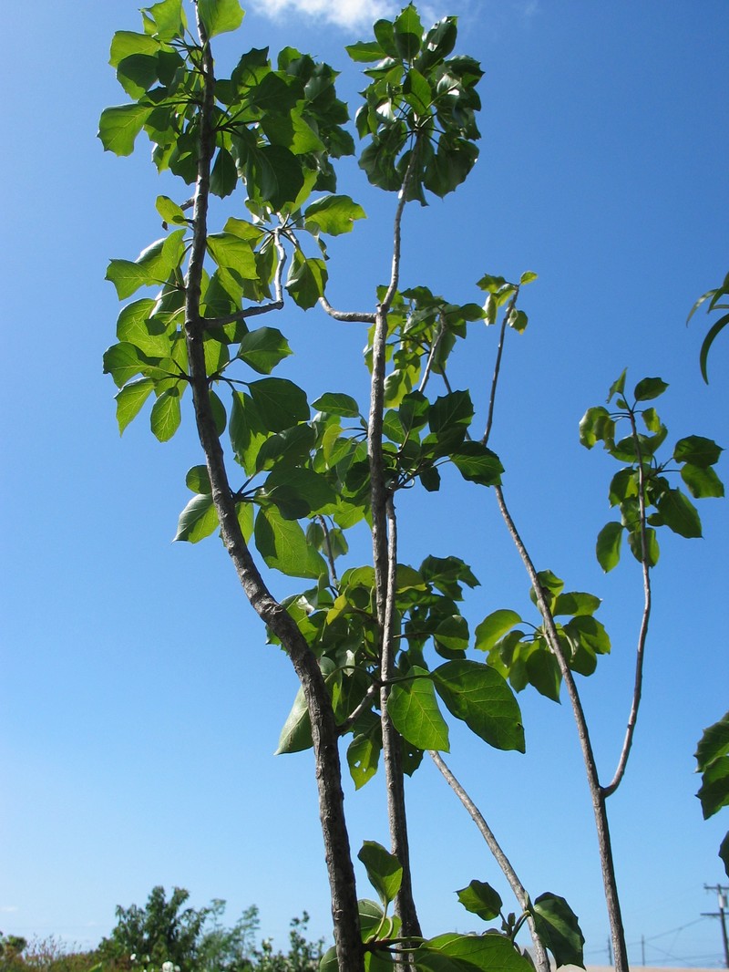Broadleaf Aiea photo 4