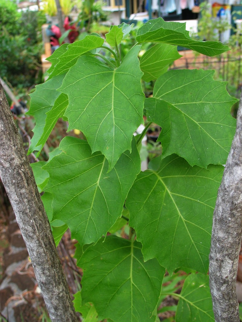 Broadleaf Aiea photo 5