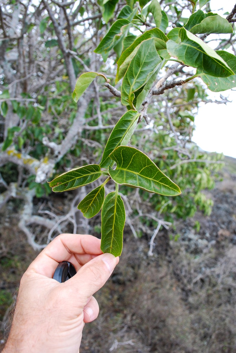 Broadleaf Aiea photo 3