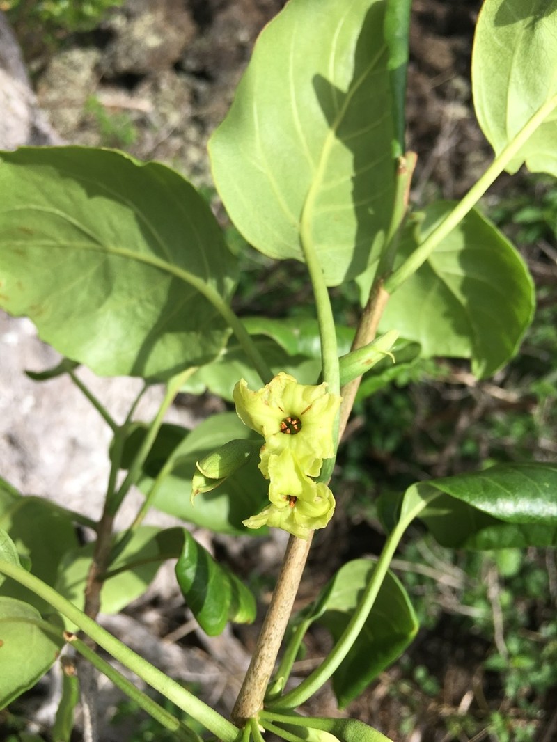 Broadleaf Aiea photo 4