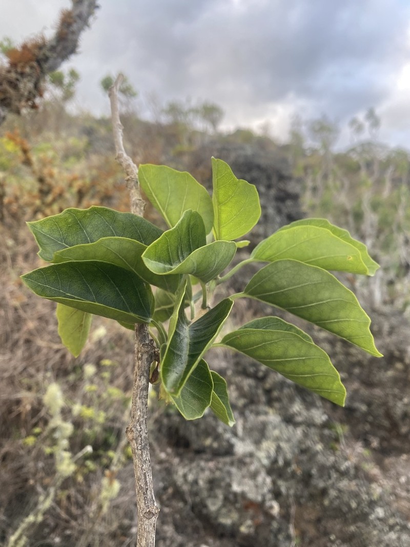 Broadleaf Aiea photo 5