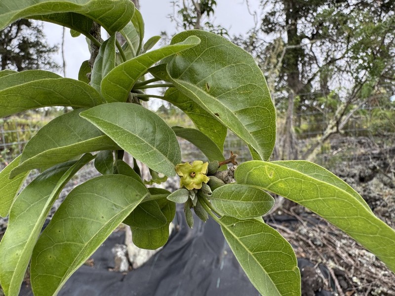 Broadleaf Aiea photo 6