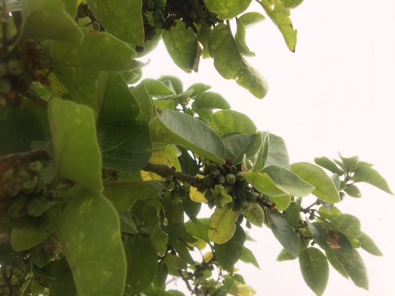 Broadleaf Aiea photo 7