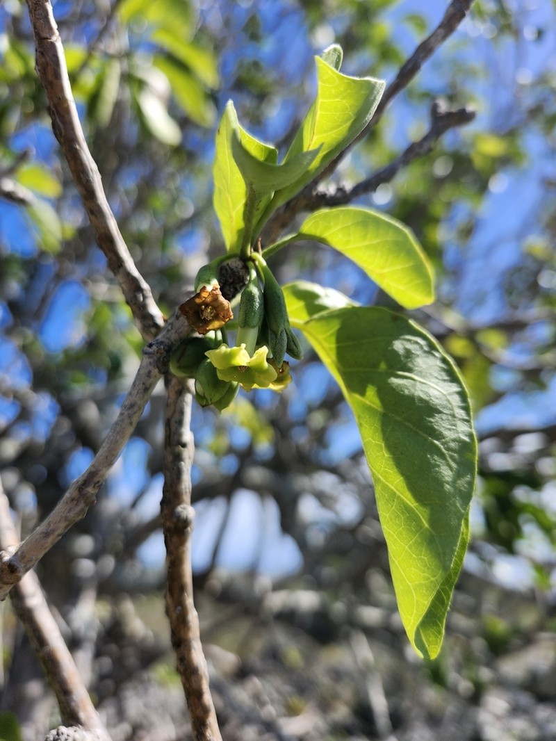 Broadleaf Aiea photo 8