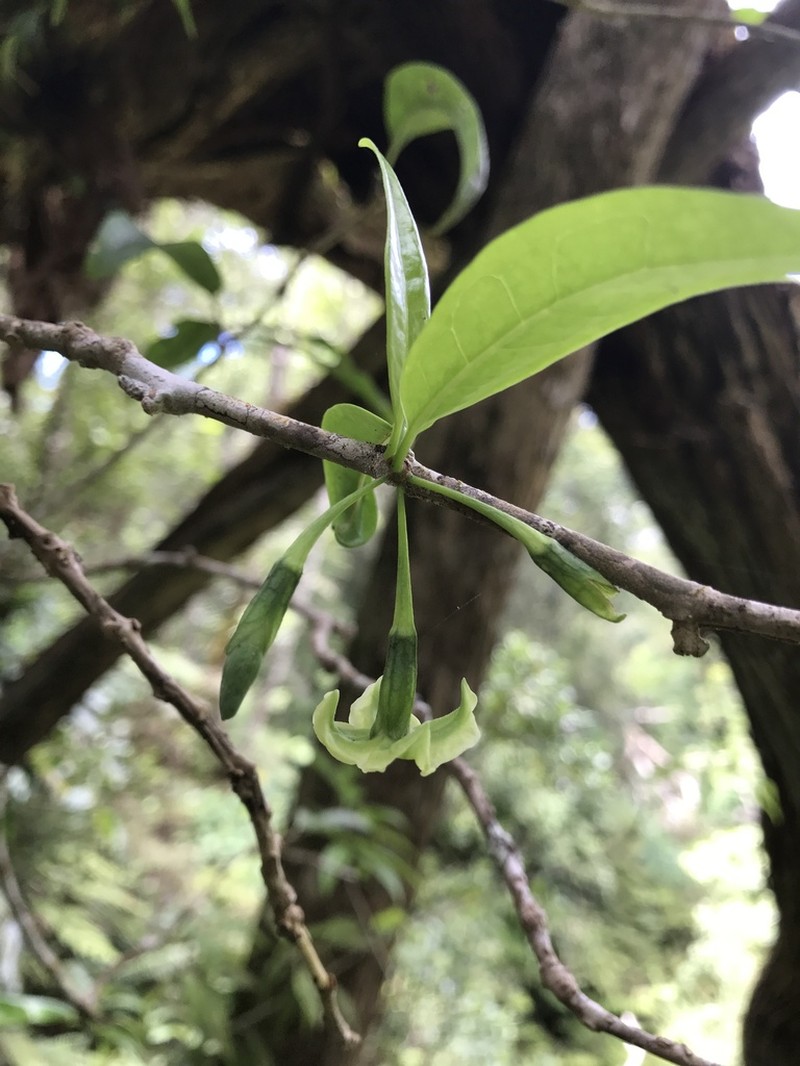 Longleaf Aiea