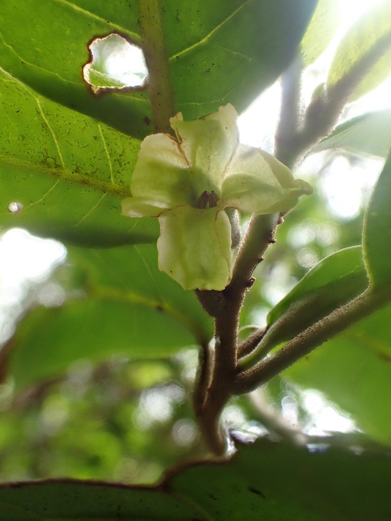 Longleaf Aiea photo 2
