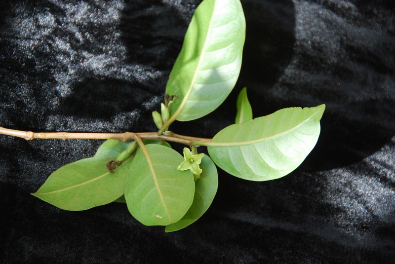 Longleaf Aiea photo 3