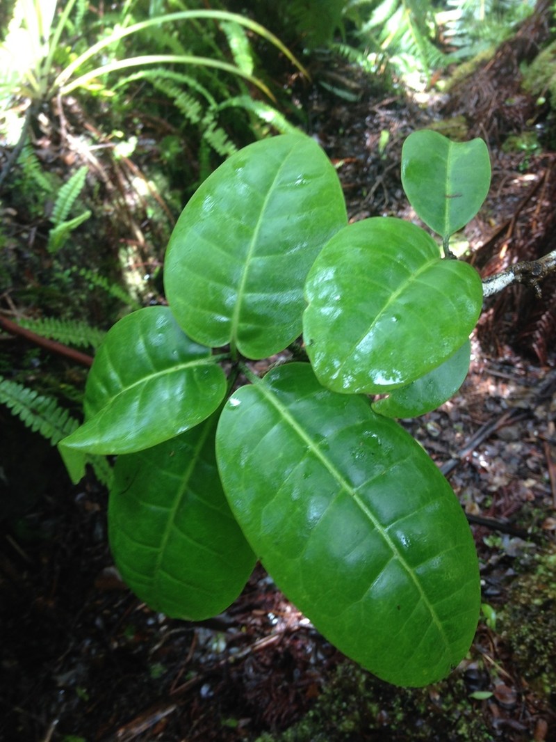 Longleaf Aiea photo 4