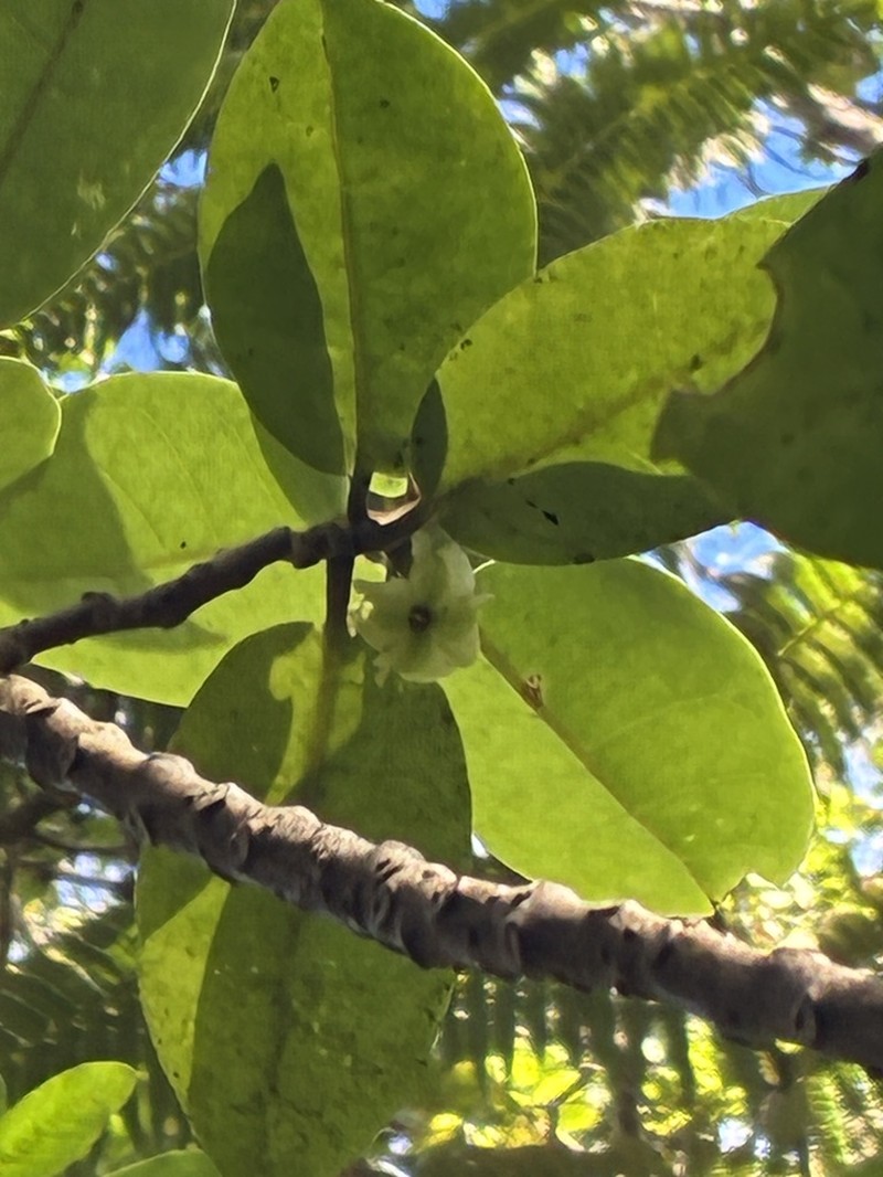 Longleaf Aiea photo 6