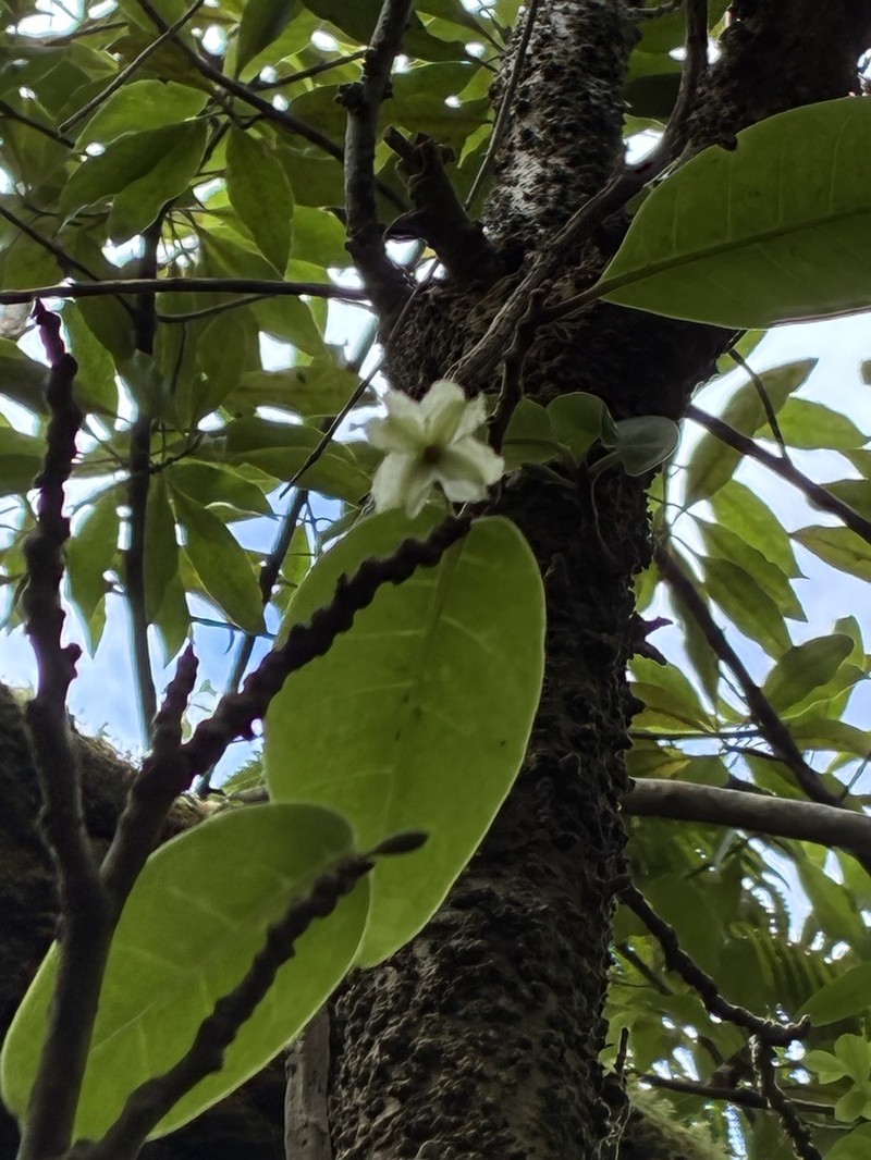 Longleaf Aiea photo 7
